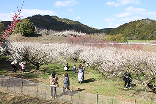 伊万里梅まつり